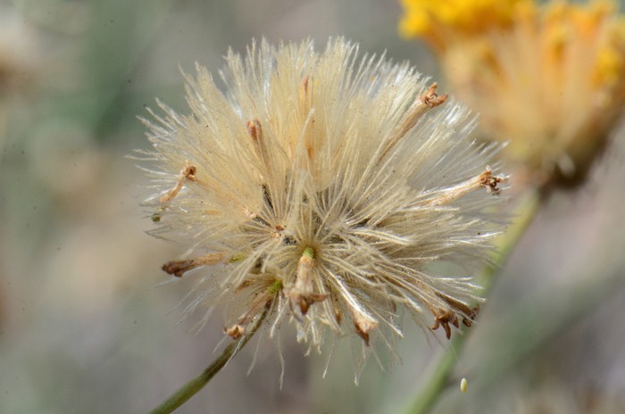 Sweetbush Bebbia has disk florets only. The fruits are small dry 1-seeded achenes and the tops of the achene have a pappus of about 20 plumose bristles. Bebbia juncea 